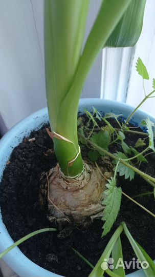 Индийский лук