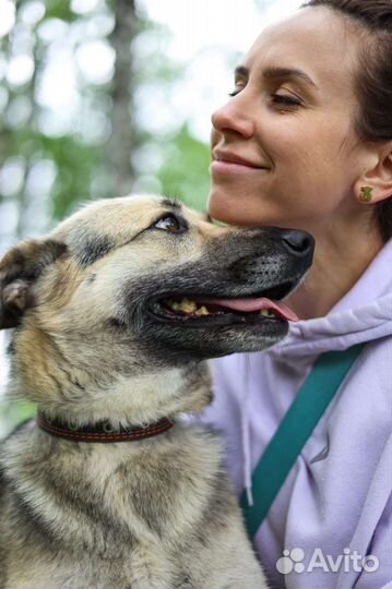 Собаки из приюта Валя