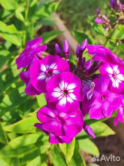 Лилейники, флокс