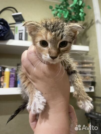 Кошечка трехцветная, в добрые руки