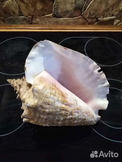 Ракушка океаническая большая