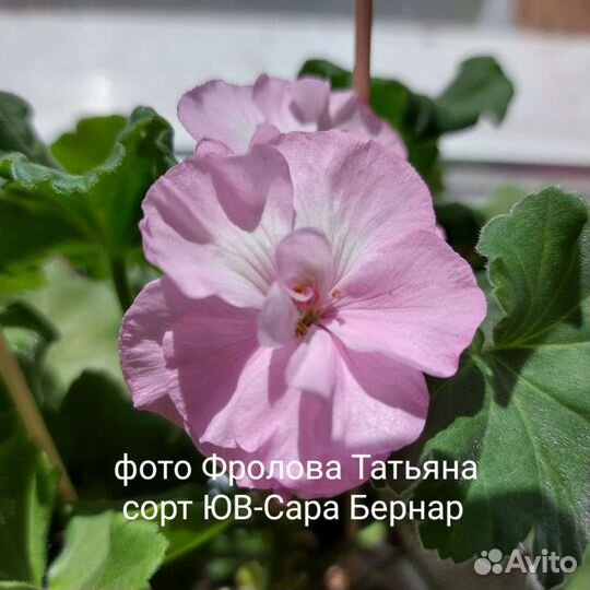 Пеларгония сортовая