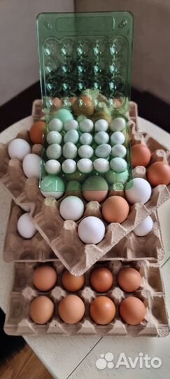 Яйцо домашнее