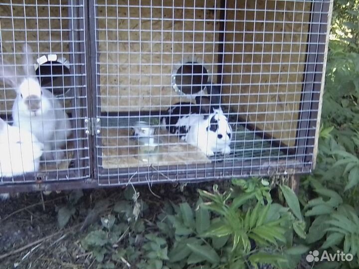 Калифорнийские кролики