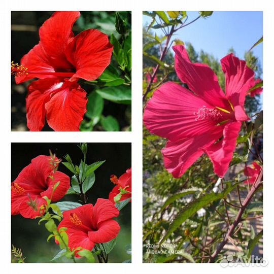Гибискус Красный саженцы