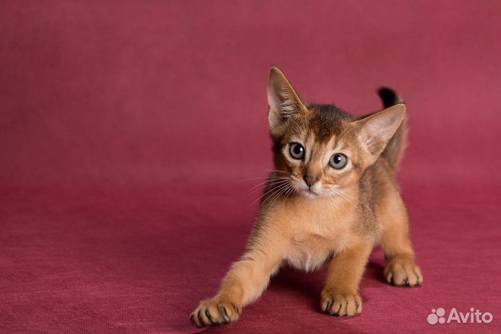 Абиссинская кошка