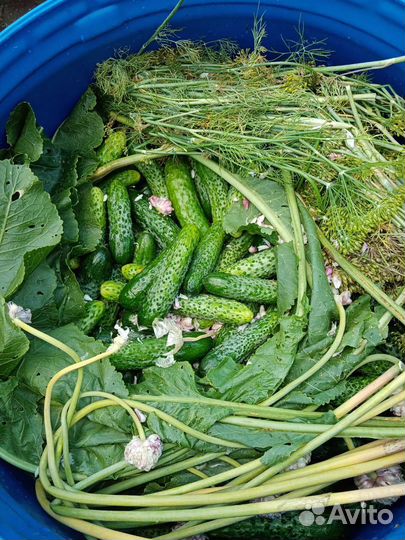 Огурцы солёные бочковые,набираю клиентов