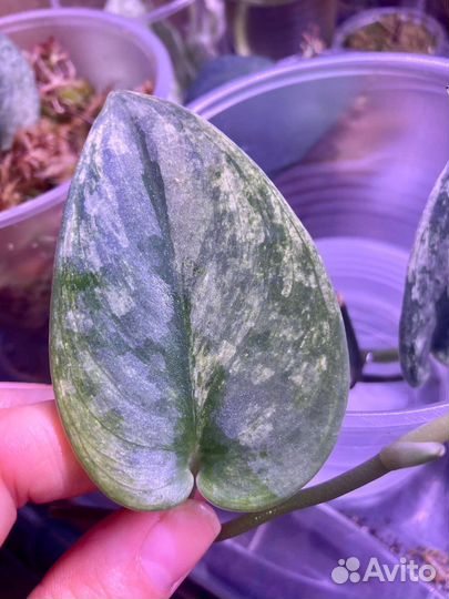 Сциндапсус exotica variegated marble