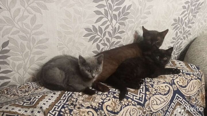 Британские котята