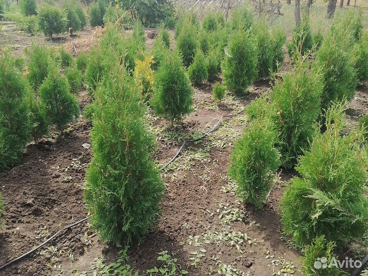 Туя, можевельник, сосна, самшит