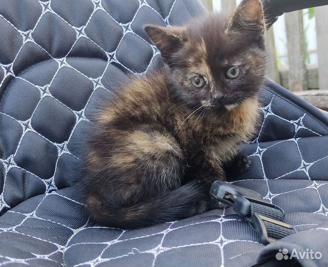 Котята девочки