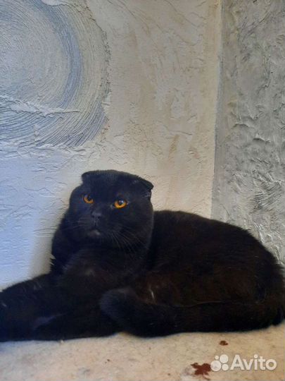 Британский вислоухий кот вязка