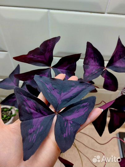 Оксалис бабочка