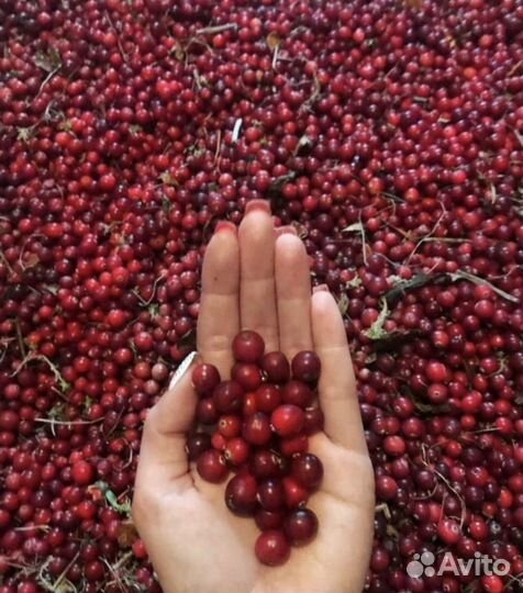 Морковь +Клюква +Капуста