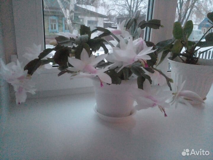 Фиалки, декабристы