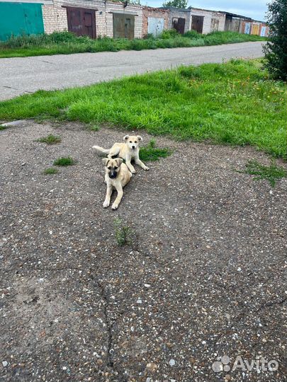 Собака в добрые руки отдам бесплатно