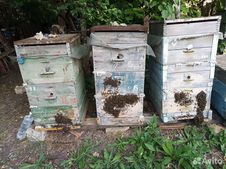 Продаются пчелы. Пчелопакеты. Прицепы