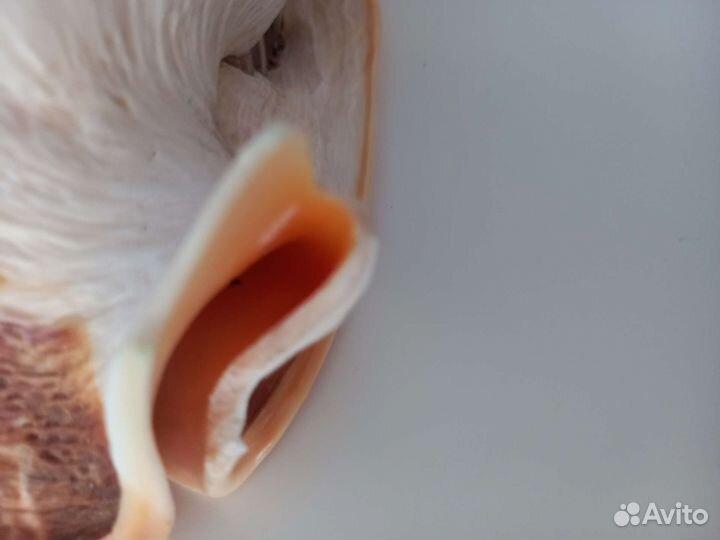 Большая ракушка