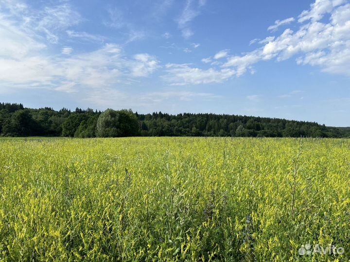 Перга с медом (источник иммунитета)