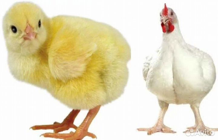 Яйцо инкубационное бройлер кобб500 и росс308