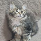 Курильский бобтейл длинношёрстный котёнок