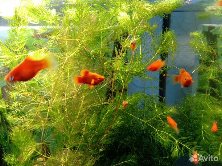 Пецилия красная (уход как за гуппи), роголистник