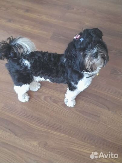 Бивер йорк мальчик(вязка)