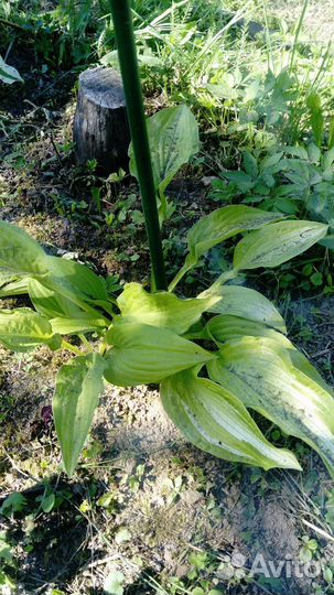 Многолетние растения Хоста