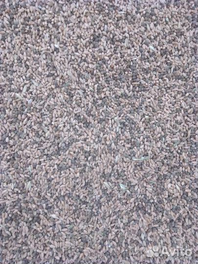 Вика + пшеница