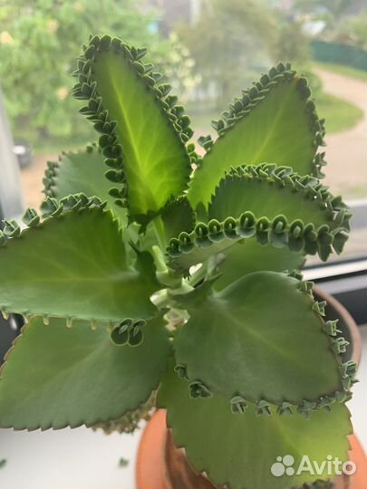 Каланхоэ лечебное