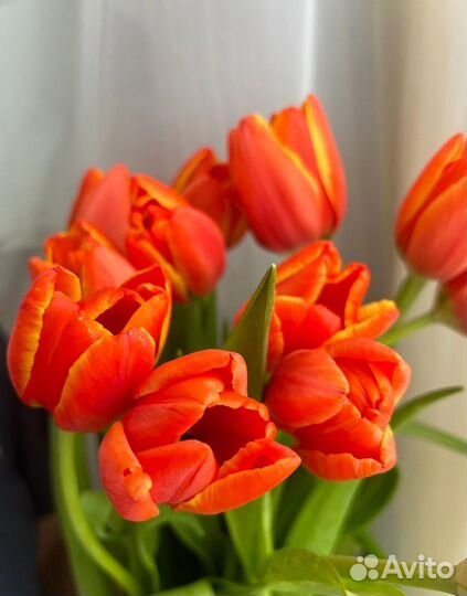 Тюльпаны к 8 марта