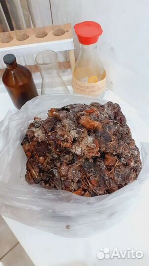 Смола кедра-живица. Уникальное природное средство