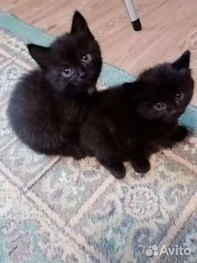 Кошка в дар