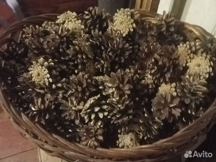 Шишки лесные сосновые для декора поделок