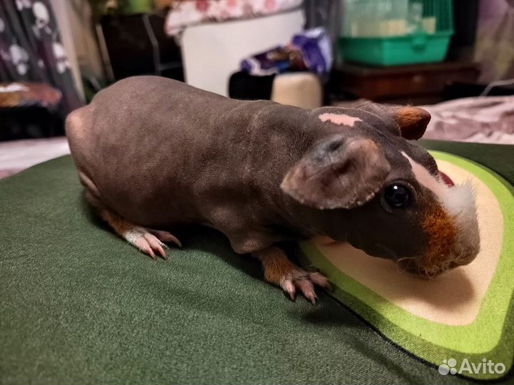 Морская свинка скинни с клеткой