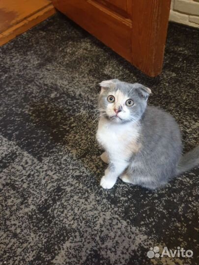 Продам котят шотландской вислоухой