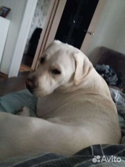 Вязка мальчик