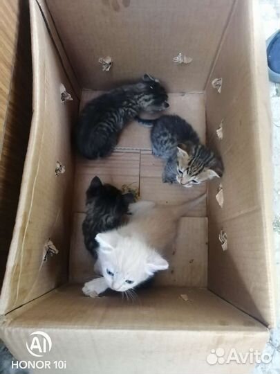 Отдам бесплатно