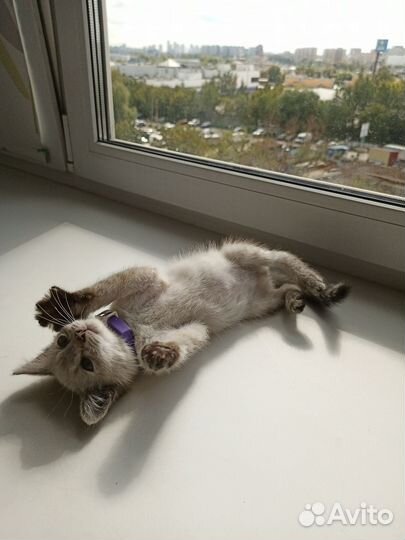 Котёнок 1,5 месяца