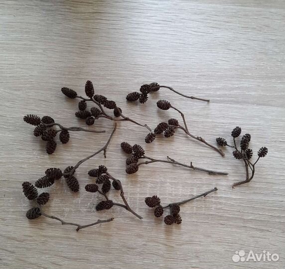 Ольховые шишечки на ветке (для творчества)