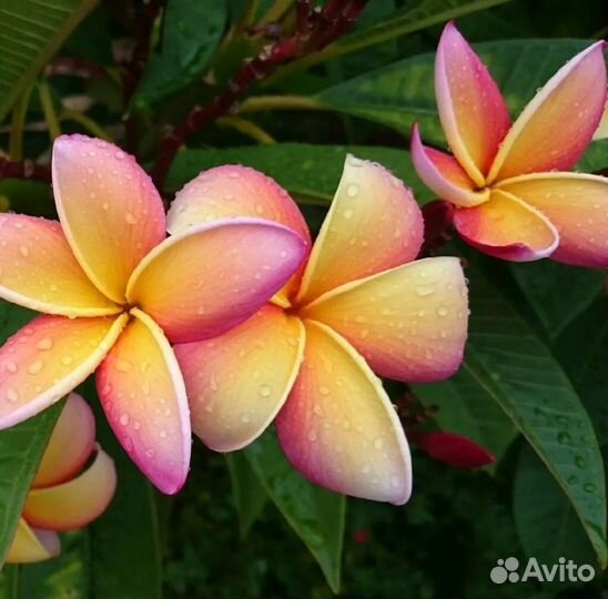 Плюмерия франжипани