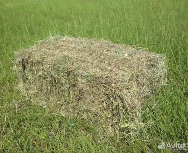 Сено люцерны в тюках