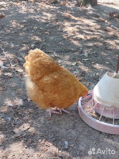 Куры орпингтон палевый
