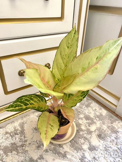 Аглаонема lucky