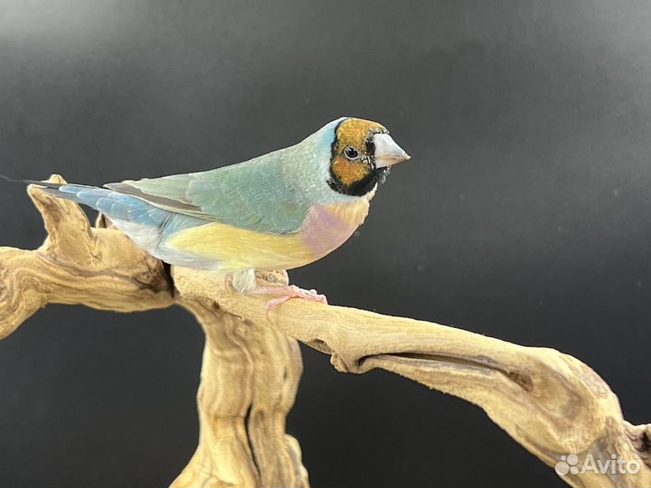 Амадины гульда