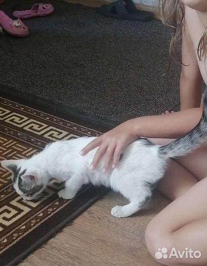 Котенок девочка 2.5 месяца