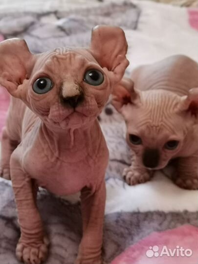 Бамбино Двельфы