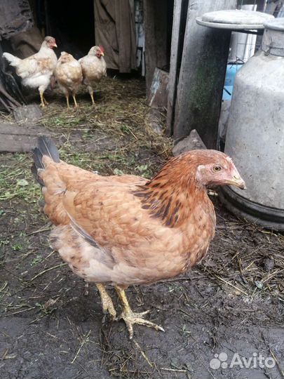 Куры молодки