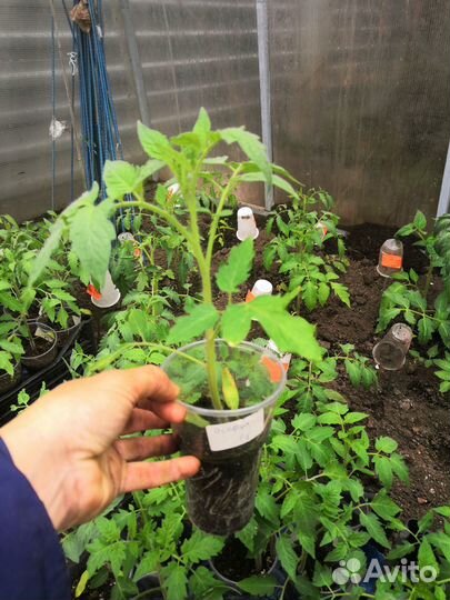 Рассада помидор