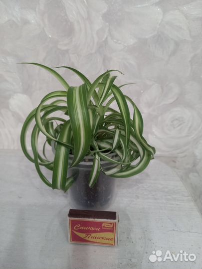 Хлорофитум кудрявый